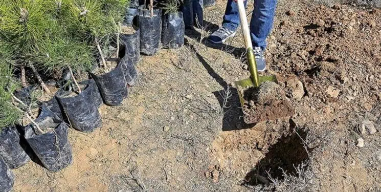بیش از ۲٠ هزار اصله نهال گونه های جنگلی و بیابانی در جنوب کرمان غرس شد